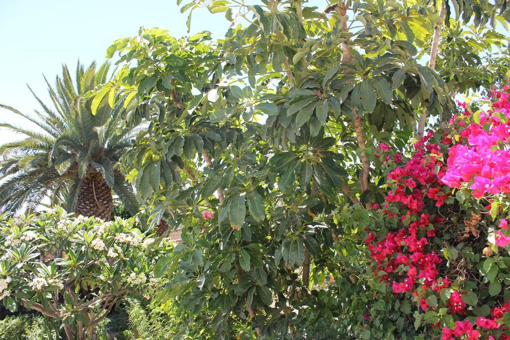 Casa Rural Anton Piche With Pool-Adults Only Granadilla De Abona Exterior photo